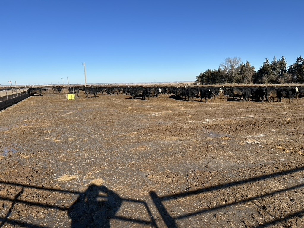 Completed RCC surface in use at a feedlot